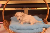 Ava, a female Maltipoo for sale in Fountain Inn, SC – Photo 9 of 10