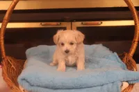 Ava, a female Maltipoo for sale in Fountain Inn, SC – Photo 1 of 10