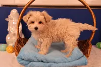 Ava, a female Maltipoo for sale in Fountain Inn, SC – Photo 4 of 10
