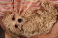 Ava, a female Maltipoo for sale in Fountain Inn, SC – Photo 10 of 10