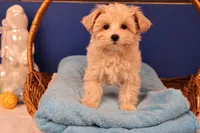 Ava, a female Maltipoo for sale in Fountain Inn, SC – Photo 3 of 10