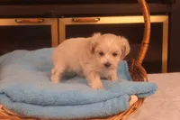 Ava, a female Maltipoo for sale in Fountain Inn, SC – Photo 6 of 10