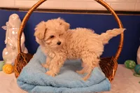 Ava, a female Maltipoo for sale in Fountain Inn, SC – Photo 5 of 10