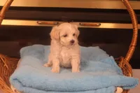 Ava, a female Maltipoo for sale in Fountain Inn, SC – Photo 3 of 10