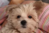 Ava, a female Maltipoo for sale in Fountain Inn, SC – Photo 2 of 10