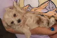 Ava, a female Maltipoo for sale in Fountain Inn, SC – Photo 10 of 10