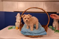 Ava, a female Maltipoo for sale in Fountain Inn, SC – Photo 8 of 10