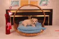Ava, a female Maltipoo for sale in Fountain Inn, SC – Photo 4 of 10