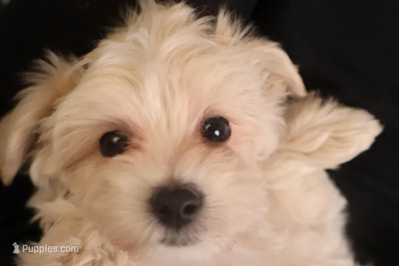 Ava – Maltipoo puppy for sale in Fountain Inn, SC
