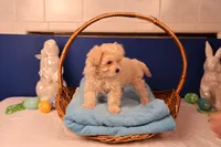 Ava, a female Maltipoo for sale in Fountain Inn, SC – Photo 9 of 10