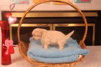 Ava, a female Maltipoo for sale in Fountain Inn, SC – Photo 7 of 10