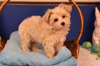 Ava, a female Maltipoo for sale in Fountain Inn, SC – Photo 7 of 10