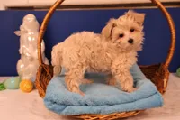 Ava, a female Maltipoo for sale in Fountain Inn, SC – Photo 1 of 10