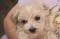 Ava, a female Maltipoo for sale in Fountain Inn, SC – Photo 5 of 10