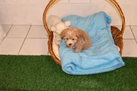 Bug, a female Maltipoo and Poodle - Toy  for sale in Fountain Inn, SC – Photo 3 of 10