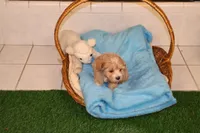 Bug, a female Maltipoo and Poodle - Toy  for sale in Fountain Inn, SC – Photo 10 of 10