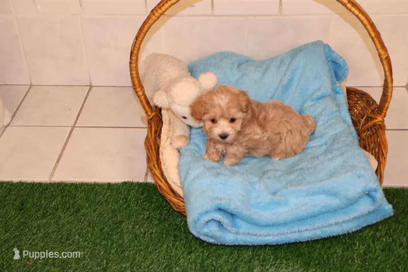 Bug, a female Maltipoo and Poodle - Toy  for sale in Fountain Inn, SC – Photo 1 of 10