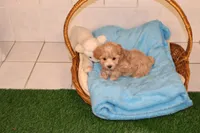 Bug, a female Maltipoo and Poodle - Toy  for sale in Fountain Inn, SC – Photo 1 of 10