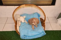 Bug, a female Maltipoo and Poodle - Toy  for sale in Fountain Inn, SC – Photo 5 of 10