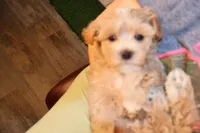 Bug, a female Maltipoo and Poodle - Toy  for sale in Fountain Inn, SC – Photo 9 of 10