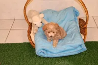 Bug, a female Maltipoo and Poodle - Toy  for sale in Fountain Inn, SC – Photo 4 of 10