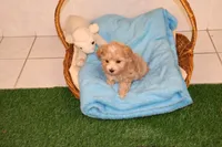 Bug, a female Maltipoo and Poodle - Toy  for sale in Fountain Inn, SC – Photo 7 of 10