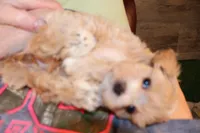 Bug, a female Maltipoo and Poodle - Toy  for sale in Fountain Inn, SC – Photo 6 of 10