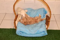 Bug, a female Maltipoo and Poodle - Toy  for sale in Fountain Inn, SC – Photo 2 of 10