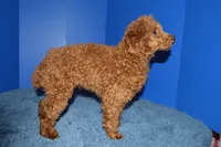 Bear, a male Poodle - Toy  for sale in Fountain Inn, SC – 4 of 8