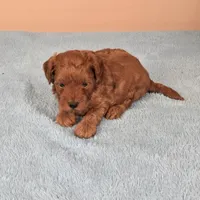 Charlie, a female Maltipoo and Poodle - Toy  for sale in Fountain Inn, SC – 2 of 10
