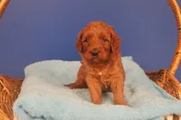 Callie, a female Miniature Goldendoodle for sale in Fountain Inn, SC – Photo 10 of 10