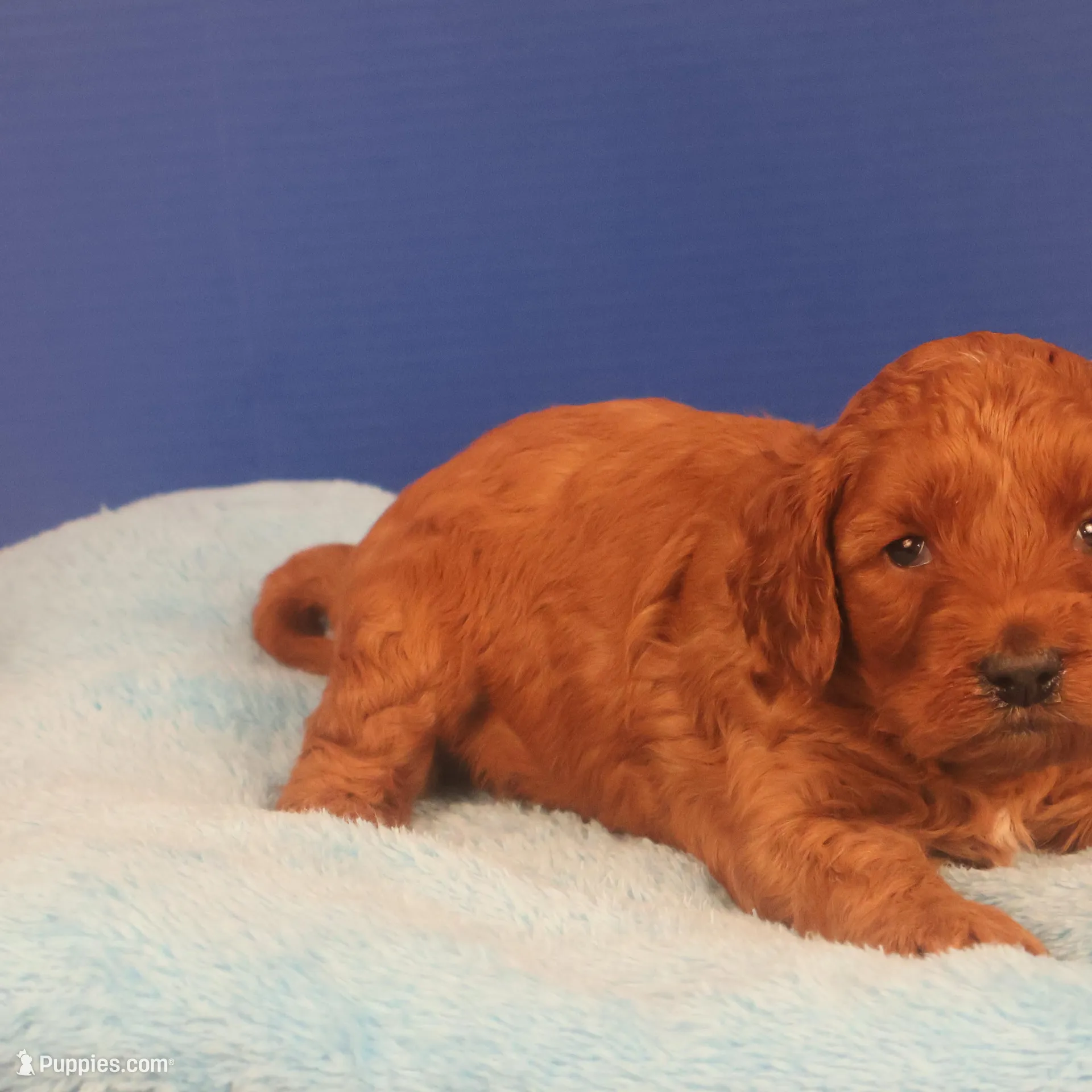 Callie, a female Miniature Goldendoodle for sale in Fountain Inn, SC – Photo 4 of 10