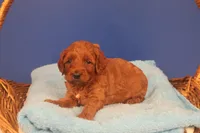 Callie, a female Miniature Goldendoodle for sale in Fountain Inn, SC – Photo 8 of 10