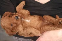 Callie, a female Miniature Goldendoodle for sale in Fountain Inn, SC – Photo 2 of 10