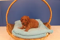 Callie, a female Miniature Goldendoodle for sale in Fountain Inn, SC – Photo 3 of 10