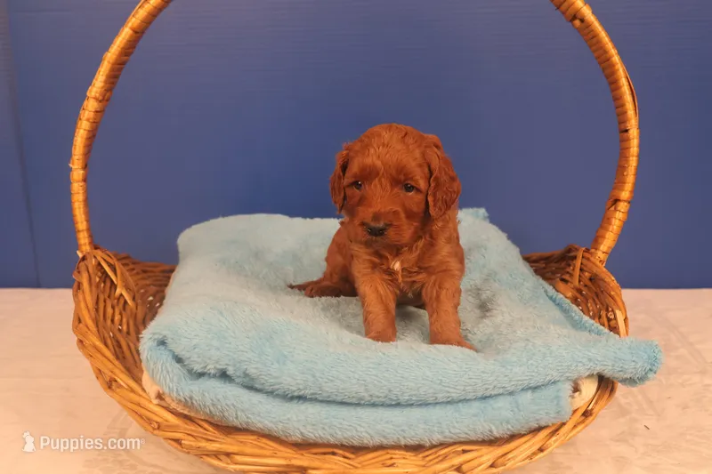 Callie – Miniature Goldendoodle puppy for sale in Fountain Inn, SC