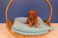 Callie, a female Miniature Goldendoodle for sale in Fountain Inn, SC – Photo 1 of 10