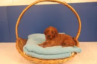 Callie, a female Miniature Goldendoodle for sale in Fountain Inn, SC – Photo 9 of 10