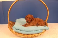 Callie, a female Miniature Goldendoodle for sale in Fountain Inn, SC – Photo 6 of 10