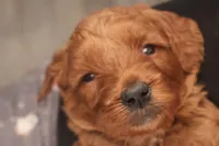 Callie, a female Miniature Goldendoodle for sale in Fountain Inn, SC – Photo 5 of 10