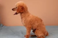 Bentley, a male Poodle - Toy  for sale in Fountain Inn, SC – 3 of 7