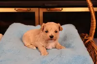 Diesel, a male Maltipoo and Poodle - Toy  for sale in Fountain Inn, SC – Photo 6 of 10