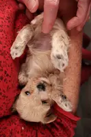 Diesel, a male Maltipoo and Poodle - Toy  for sale in Fountain Inn, SC – Photo 7 of 10