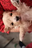 Diesel, a male Maltipoo and Poodle - Toy  for sale in Fountain Inn, SC – Photo 2 of 10