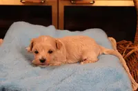 Diesel, a male Maltipoo and Poodle - Toy  for sale in Fountain Inn, SC – Photo 4 of 10