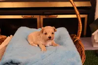 Diesel, a male Maltipoo and Poodle - Toy  for sale in Fountain Inn, SC – Photo 8 of 10