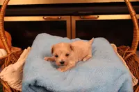 Diesel, a male Maltipoo and Poodle - Toy  for sale in Fountain Inn, SC – Photo 10 of 10