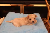 Diesel, a male Maltipoo and Poodle - Toy  for sale in Fountain Inn, SC – Photo 3 of 10