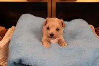 Diesel, a male Maltipoo and Poodle - Toy  for sale in Fountain Inn, SC – Photo 9 of 10