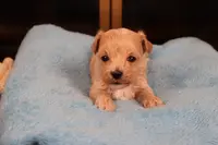 Diesel, a male Maltipoo and Poodle - Toy  for sale in Fountain Inn, SC – Photo 1 of 10